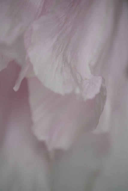 DSCF6602