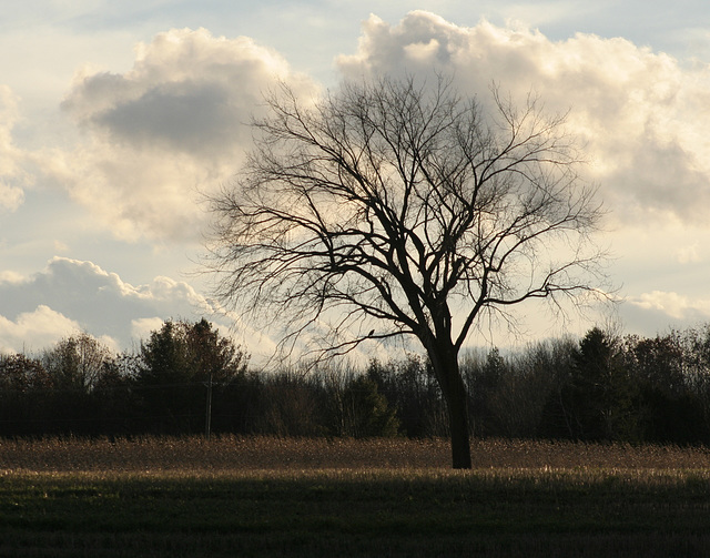 30/50 l'orme de M. Charbonneau, Mr. Charbonneau's elm tree