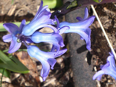 Spring colour
