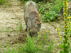 20210709 1450CPw [D~OS] Warzenschwein, Zoo Osnabrück