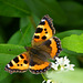 Aglais urticae auf Liguster