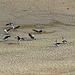Llanidloes reservoir geese flying in