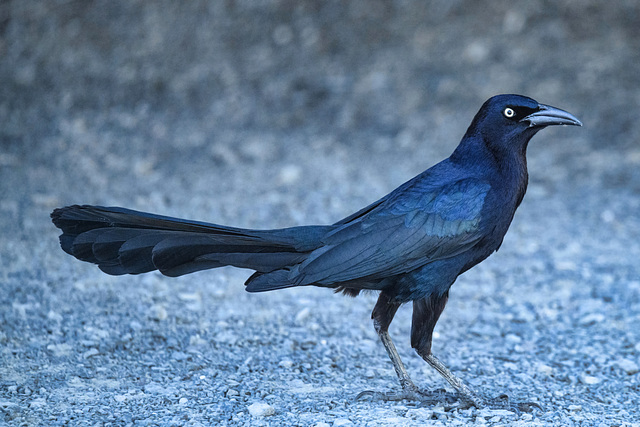 Great-tailed Grackle
