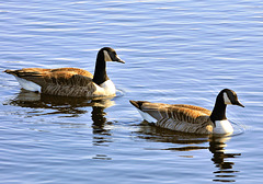 Canada geese.