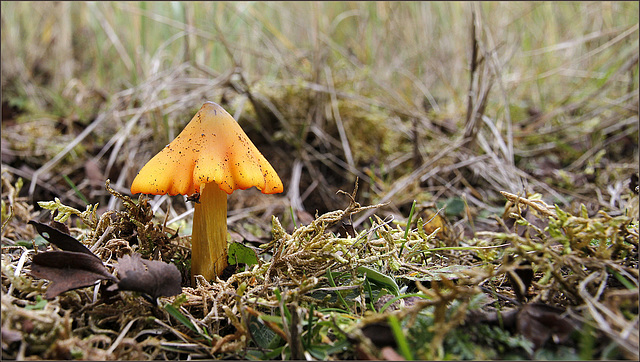 Parasol.....