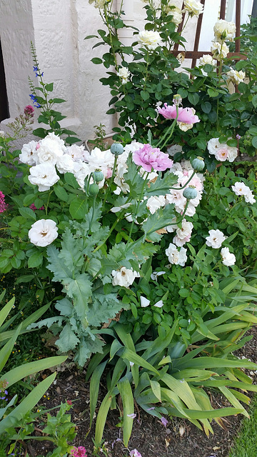 Open garden: roses and poppies