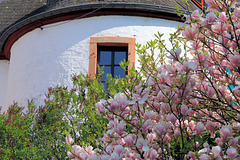 Magnolienblüten am Zolltor
