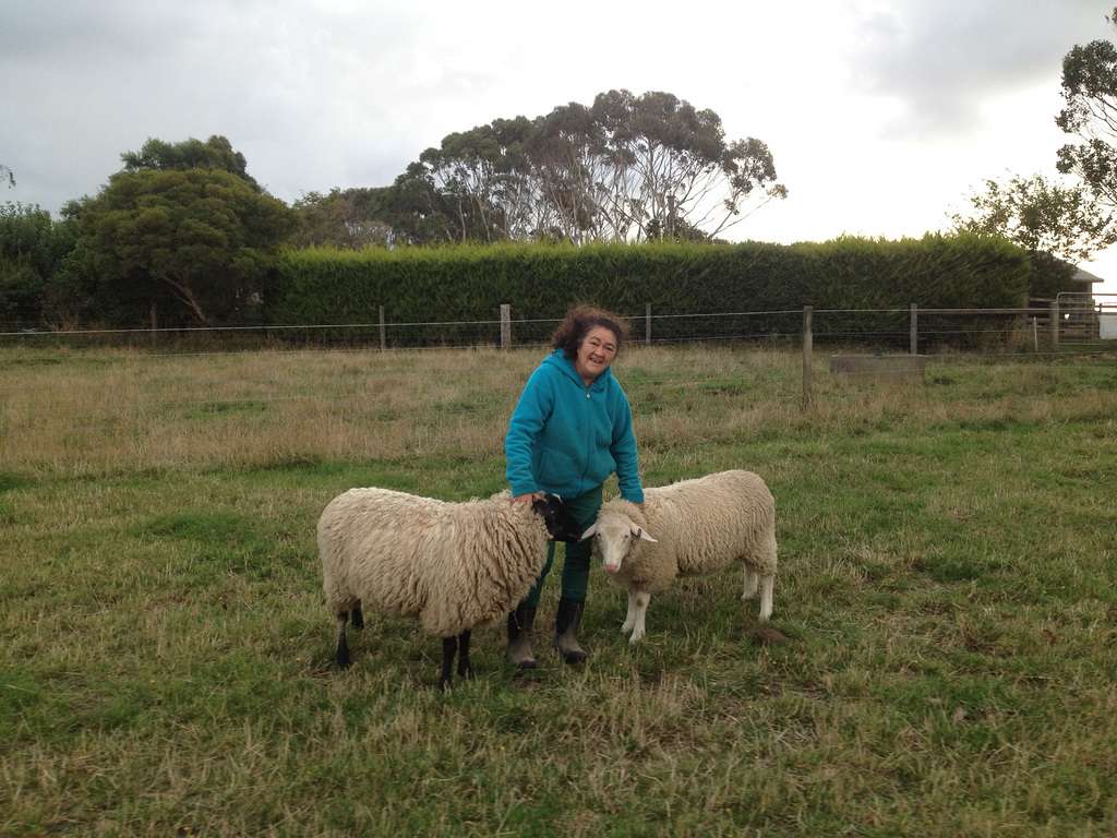 happy days with the sheep