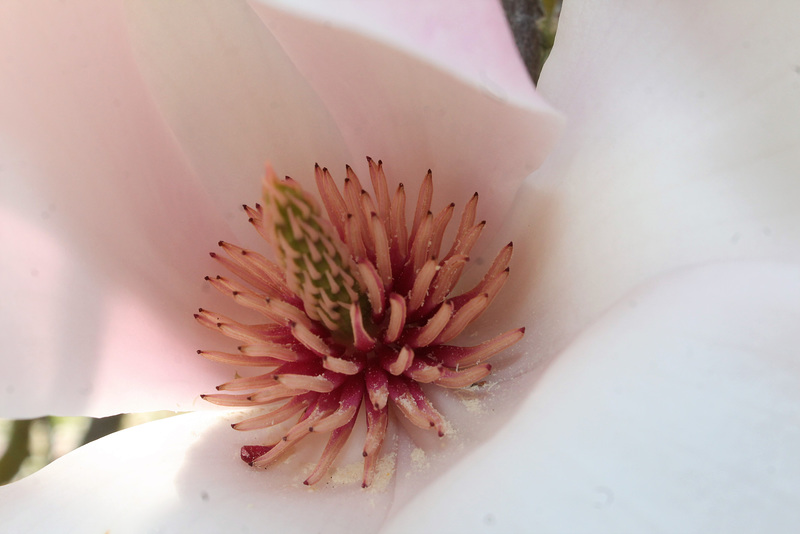 Au ♥ du magnolia