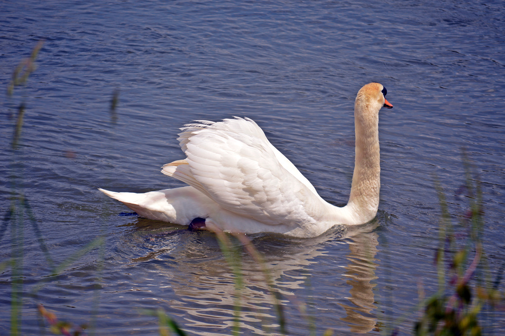 Leicht verärgerter Schwan