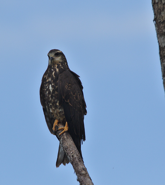 Snail Kite EF7A5214