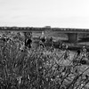 Dry weeds on the bank of a river