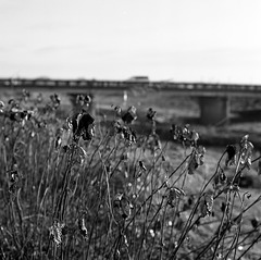 Dry weeds on the bank of a river
