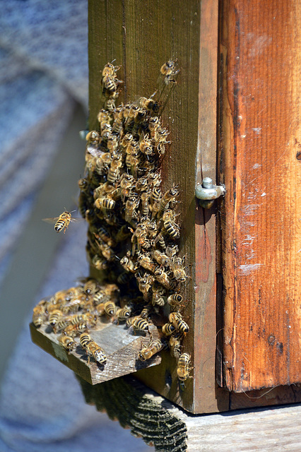 Bienenstau am Einflugportal