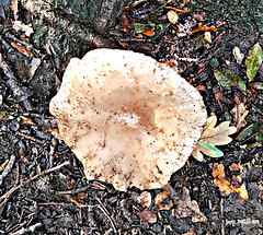 A strange looking fungi