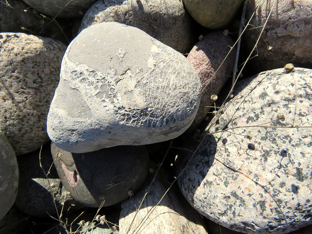 Fossilized corals