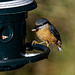 Nuthatch