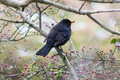 Blackbird with Red Berries