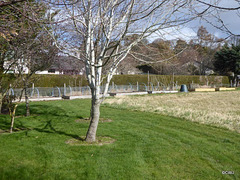 Some new raised vegetable beds