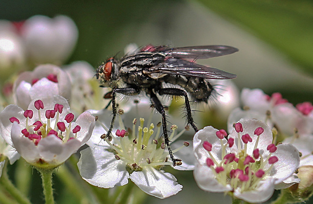 20100514 3427Mw [D~LIP] Graue Fleischfliege, Bad Salzuflen