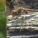 20210927 2941CPw [D~LIP] Große Heidelibelle (Sympetrum striolatum) [w], UWZ, Bad Salzuflen