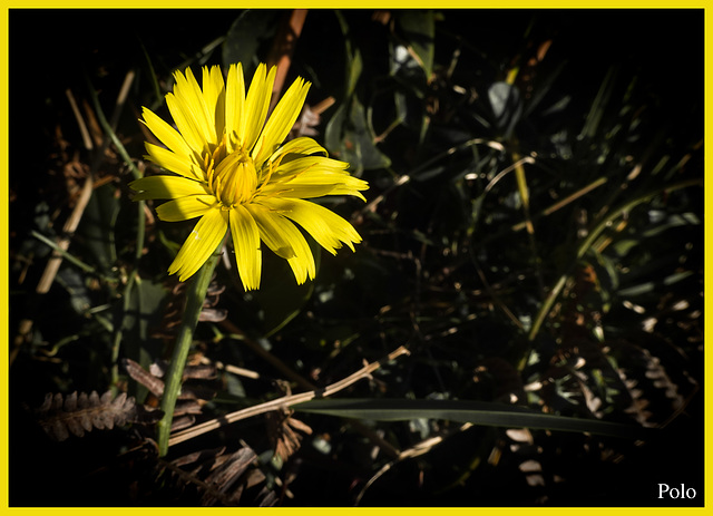 Taraxacum officinale. Diente de león.