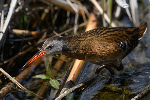 Virginia Rail