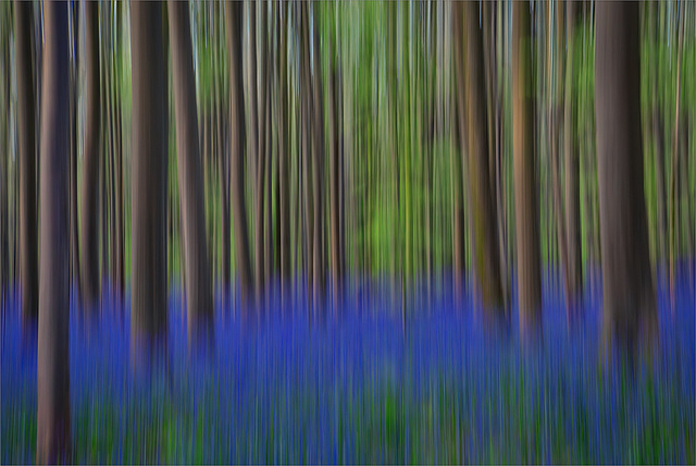 Hyacinths in motion