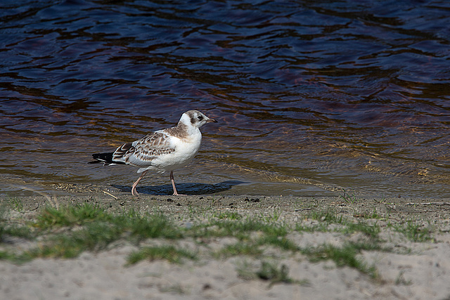 20140911 5203VRAw [NL] Lachmöwe [JV], Terschelling