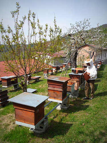 fattoria Bronzetta - apicultura