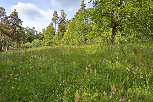 Randenturm Siblingen  (10) - Blumenwiese