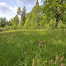 Randenturm Siblingen  (10) - Blumenwiese