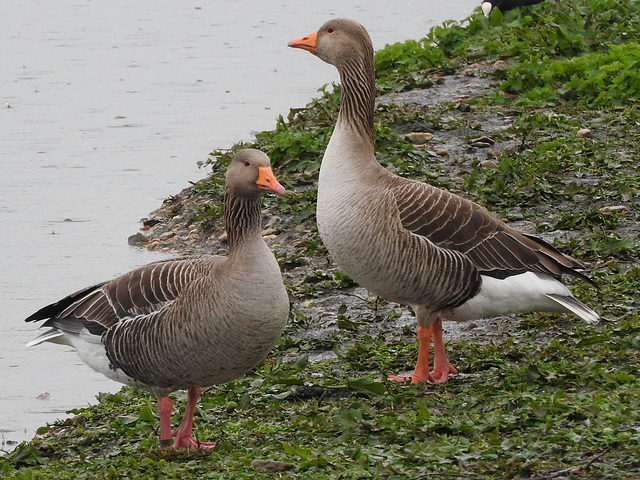 Greylag Geese