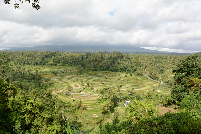 Indonesia, Balinese Landscape with Rice Terraces