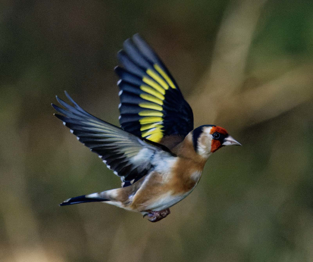 Goldfinch