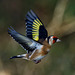 Goldfinch