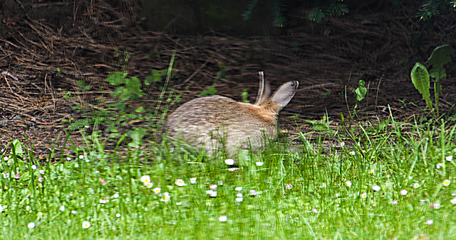 20100514 3281Aw [D~LIP] Wildkaninchen, Bad Salzuflen