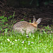 20100514 3281Aw [D~LIP] Wildkaninchen, Bad Salzuflen