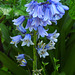 20210524 0233CPw [D~LIP] Hasenglöckchen (Hyacinthoides), UWZ,  Bad Salzuflen