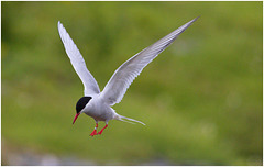 EF7A4900 Arctic Tern