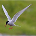 EF7A4900 Arctic Tern