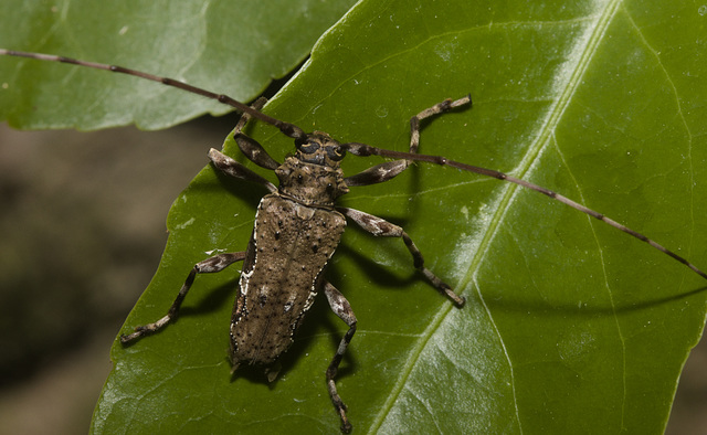 IMG 2239 Long horned Beetle