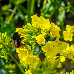 Busy bee