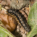 IMG 2869 Caterpillar-2