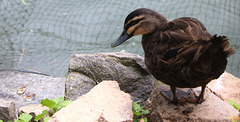 2026-05-09 51 Domholzschänke