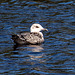 20140911 5202VRAw [NL] Möwe, Terschelling