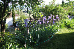 Iris pallida dans le soleil du soir