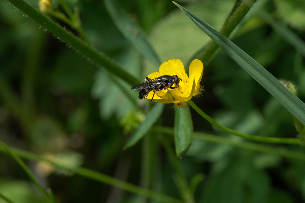 Xylota spec. auf einer Hahnenfuss-Blüte - 2015-06-12--D4 DSC2531