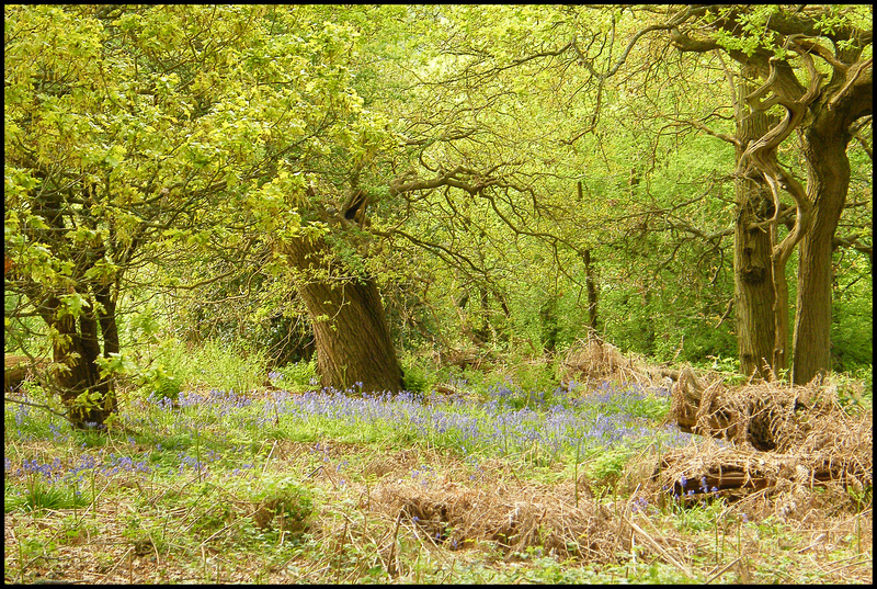 woodland bluebells