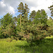 Randenturm Siblingen  (11) - Blumenwiese mit Kiefern (1)